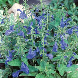 Salvia patens 'Panama Blue'
