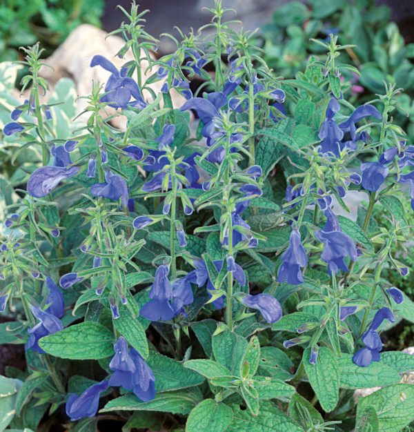Salvia patens 'Panama Blue'