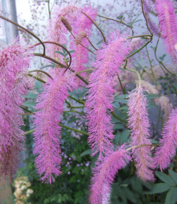 Sanguisorba hakusanensis 'Lilac Squirrel'