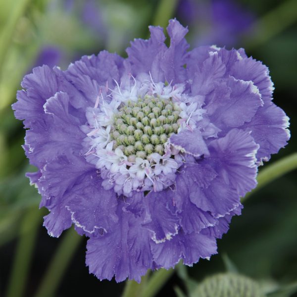 Scabiosa_Fama_DeepBlue_476750 Scabiosa caucasica 'Fama Blue'