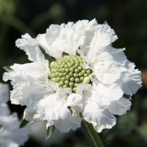 Scabiosa caucasica 'Fama White'