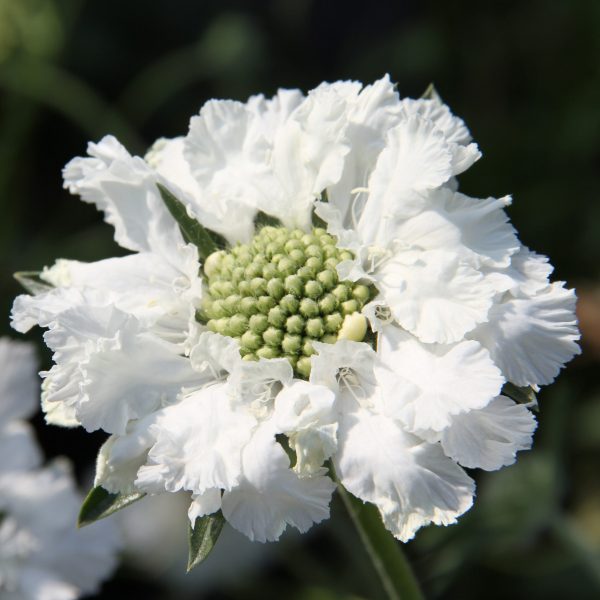 Scabiosa caucasica 'Fama White'