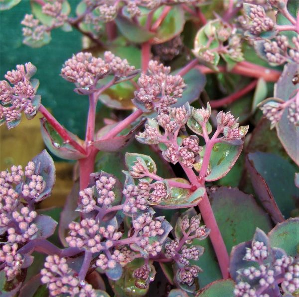 Sedum telephium Chocolate Cherry
