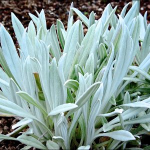 Senecio niveoaureus 'Silver Feathers'