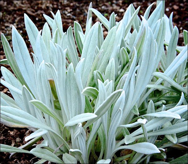 Senecio Silver Feathers OG (26 of 143) Senecio niveoaureus 'Silver Feathers'