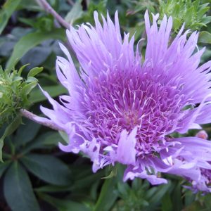 Stokesia laevis 'Mel's Blue'