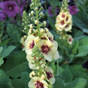 Verbascum 'Dark Eyes'
