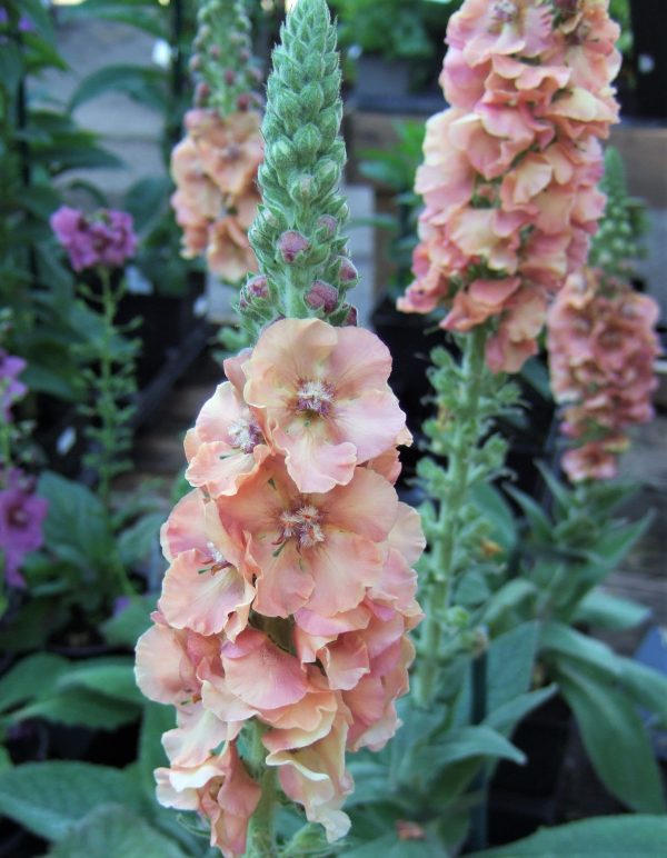 Verbascum Pink Petticoats WEB Verbascum 'Pink Petticoats'