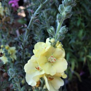 Verbascum 'Primrose Path'