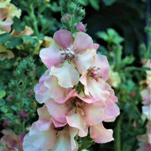 Verbascum 'Southern Charm'
