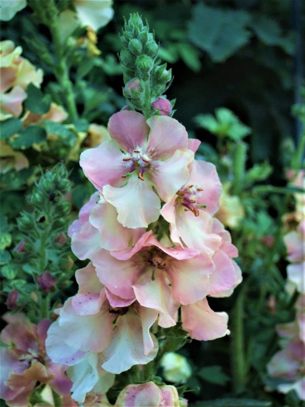 Verbascum Southern Charm WEB Verbascum 'Southern Charm'