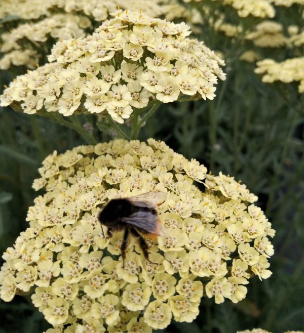 Achillea 'Anthea'