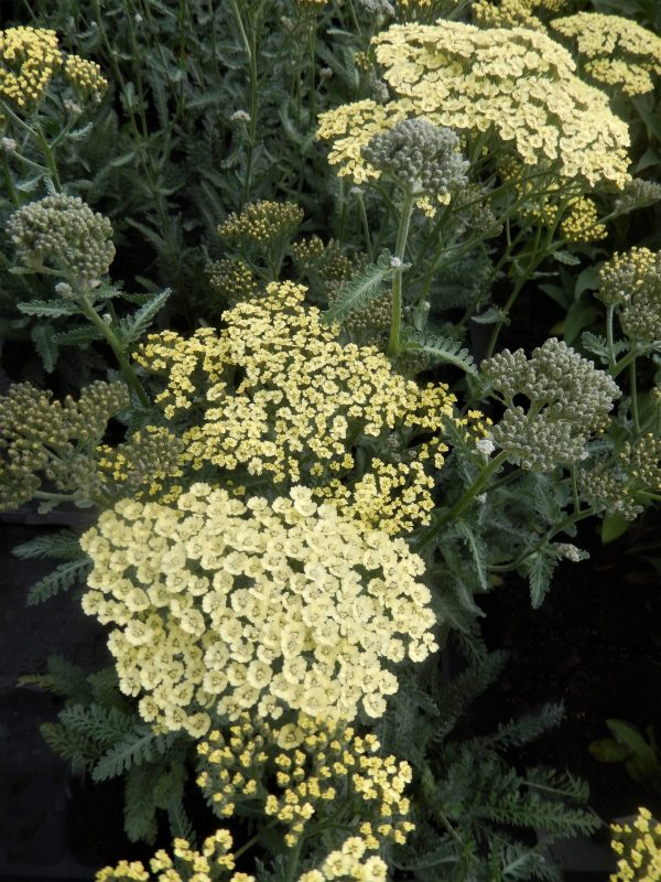 Achillea 'Anthea'