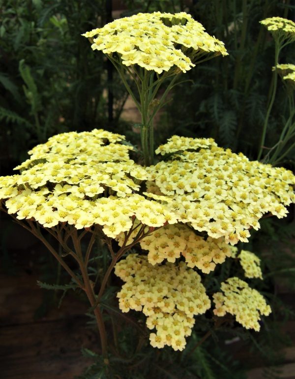 Achillea millefolium Sunny Seduction2 WEB Achillea millefolium 'Sunny Seduction'