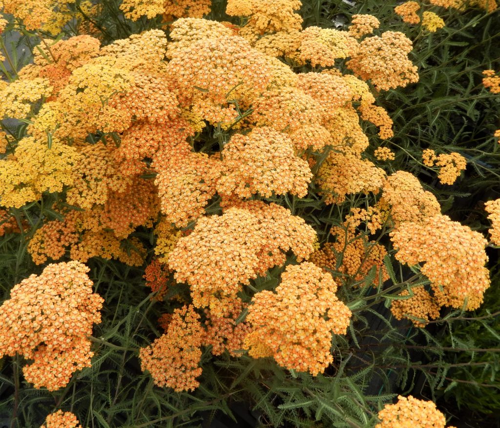 Achillea millefolium 'Terracotta' Proctors Nursery