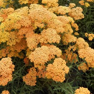 Achillea millefolium ‘Terracotta’