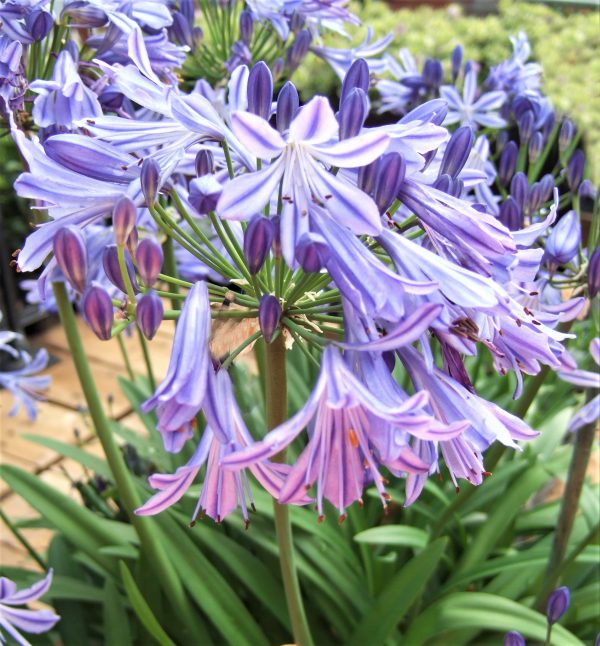 Agapanthus Charlotte WEB Agapanthus ‘Charlotte’