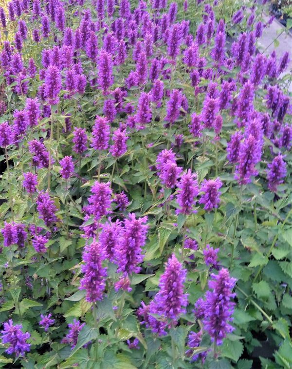 Agastache 'Blue Boa'