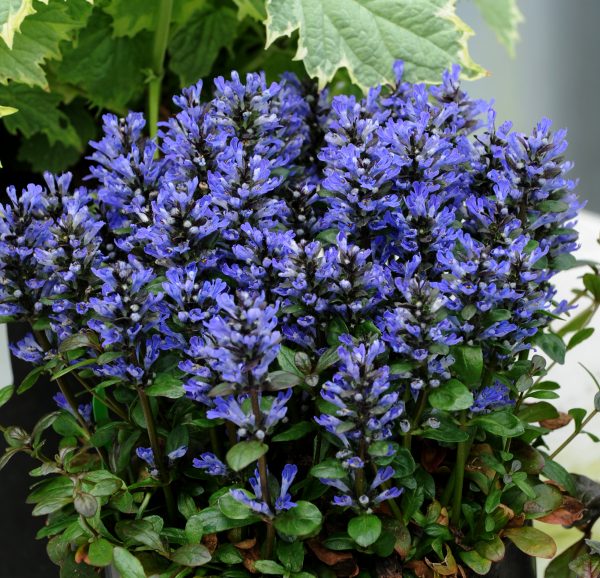 Ajuga Blueberry Muffin