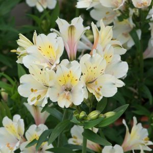 Alstroemeria Summer Sky