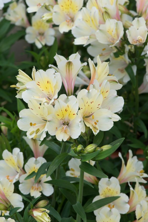 Alstroemeria Summer Sky Alstroemeria Summer Sky