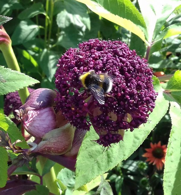Angelica gigas1 WEB Angelica gigas