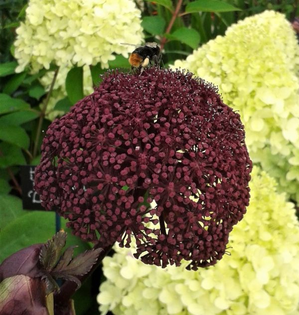 Angelica gigas2 WEB Angelica gigas