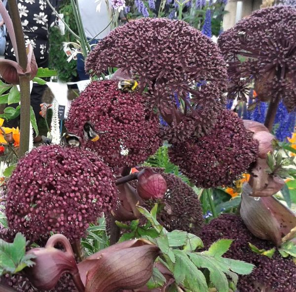 Angelica gigas3 WEB Angelica gigas