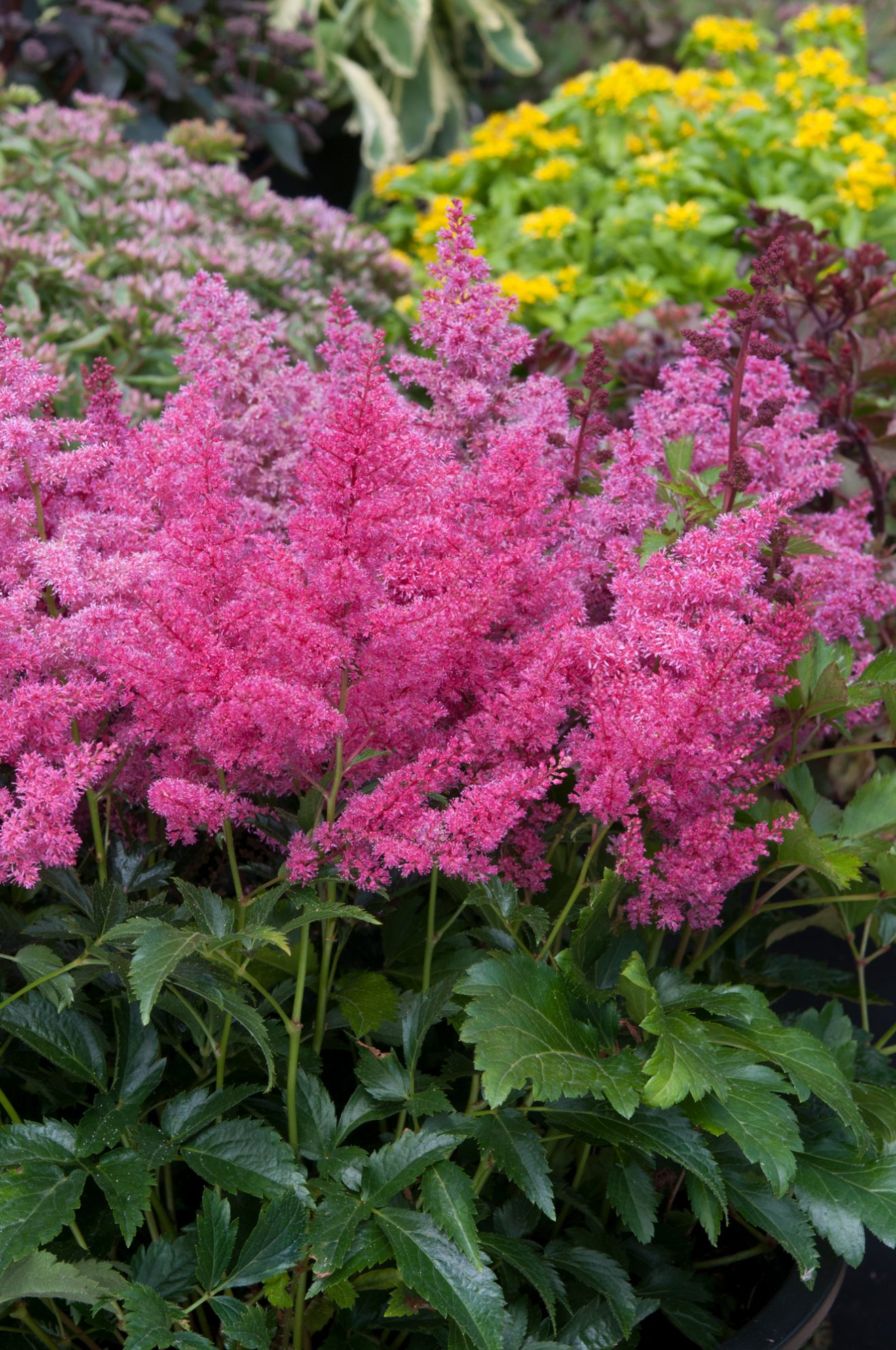 Astilbe x arendsii 'Astary Pink' | Buy Established Astilbe | Proctors ...