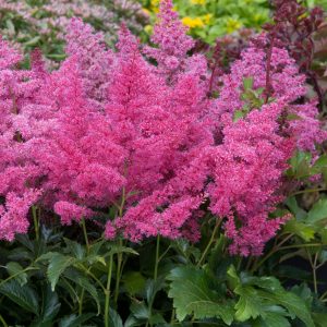 Astilbe x arendsii 'Astary Rose'