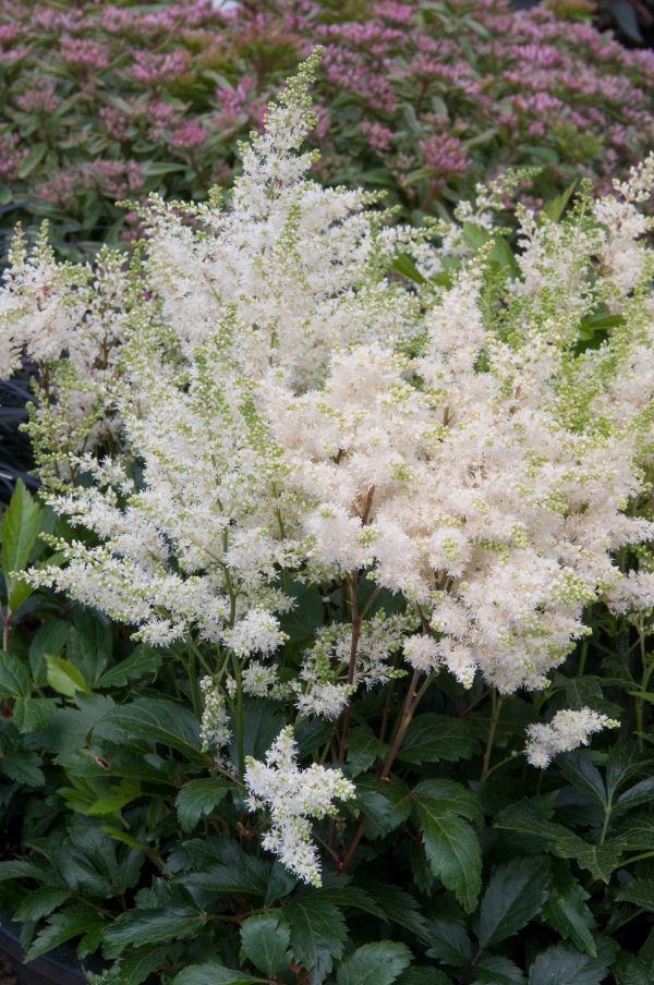 Astilbe x arendsii 'Astary White' | Proctors Nursery