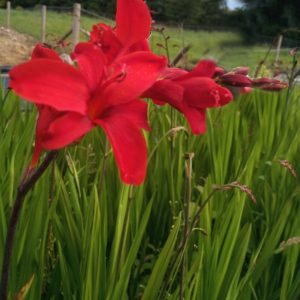 Crocosmia 'Hellfire'