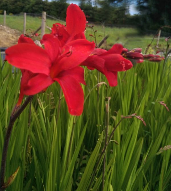 Crocosmia Hellfire WEB Crocosmia 'Hellfire'