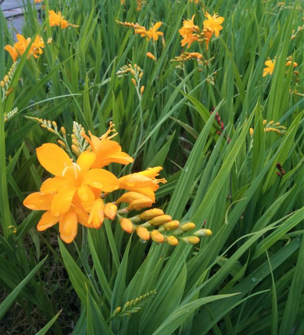 Crocosmia 'Paul's Best Yellow'