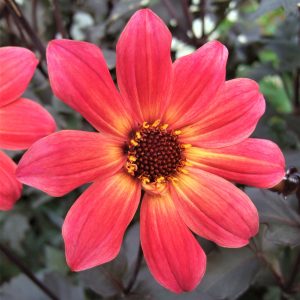 Dahlia 'Twyning's Revel' is a single-flowered dahlia with vibrant pink petals glowing yellow at the flower centre on dark purple foliage.