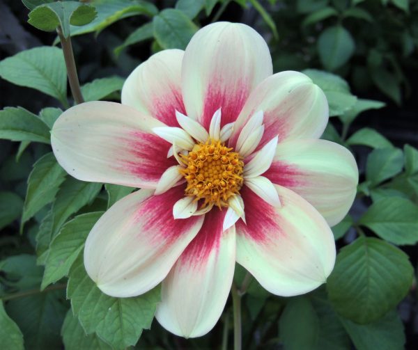 surrounding a creamy white collar of shorter inner petals, amongst dark green foliage. 