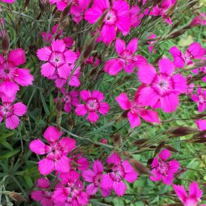 Dianthus deltoides 'Vampire'