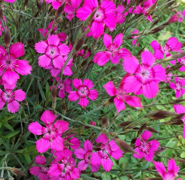 Dianthus deltoides 'Vampire'