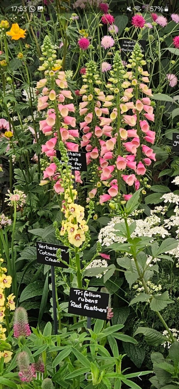 Digitalis 'Arctic Fox Rose'