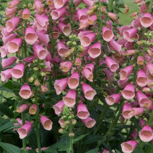 Digitalis Artic Fox
