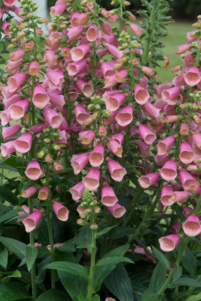 Digitalis 'Arctic Fox Rose' | Well Established Digitalis | Proctors Nursery