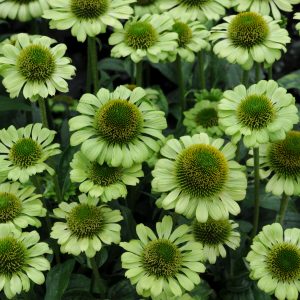 Echinacea purpurea 'Green Jewel'