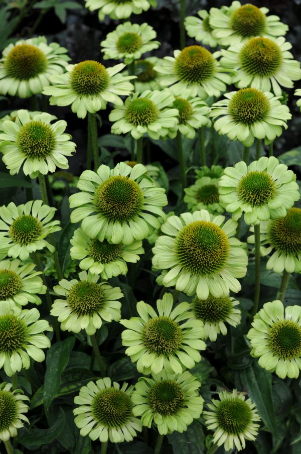 Echinacea Green Jewel Echinacea purpurea 'Green Jewel'