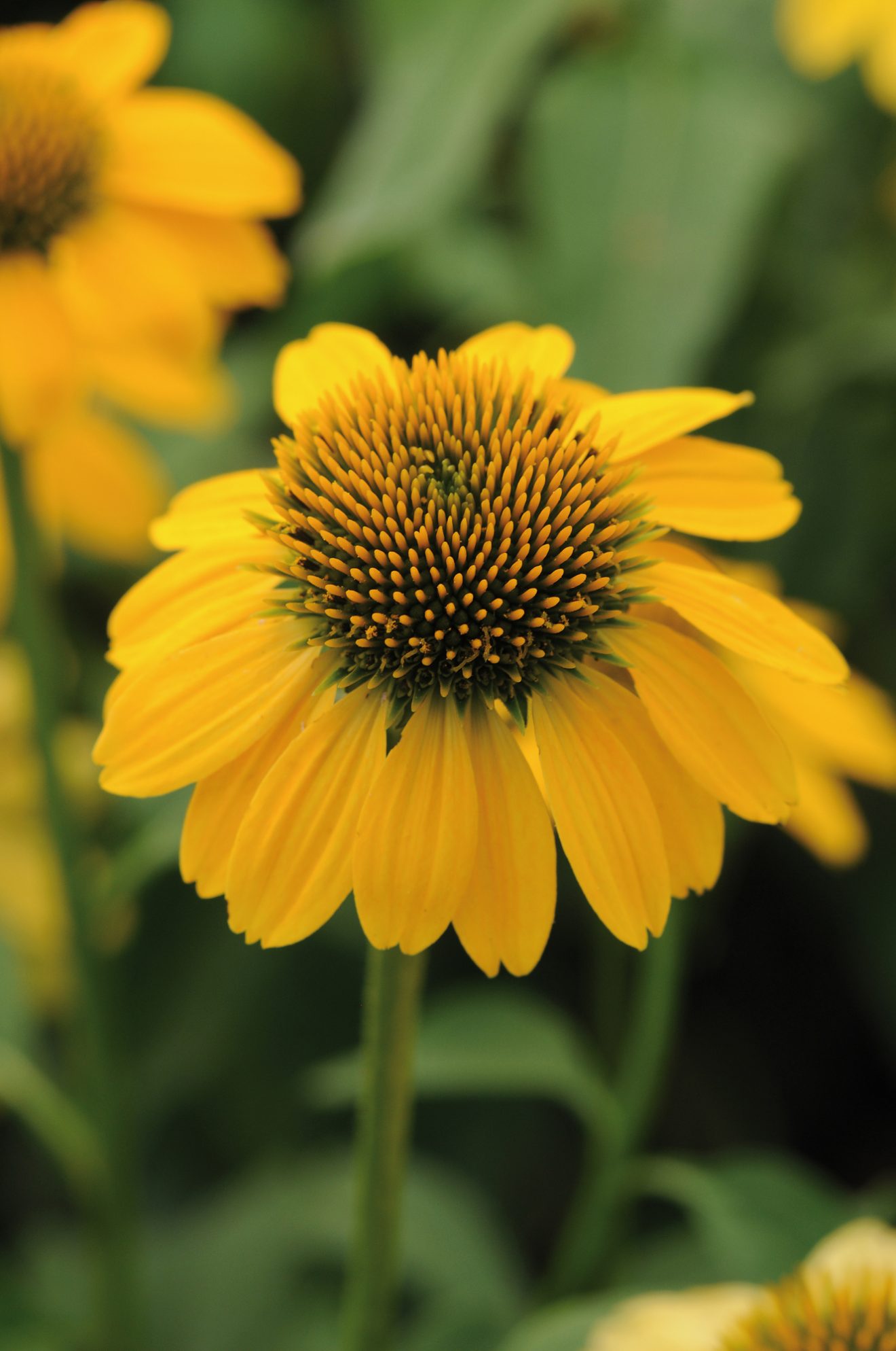 Echinacea 'Sombrero Lemon Yellow Improved' Proctors Nursery