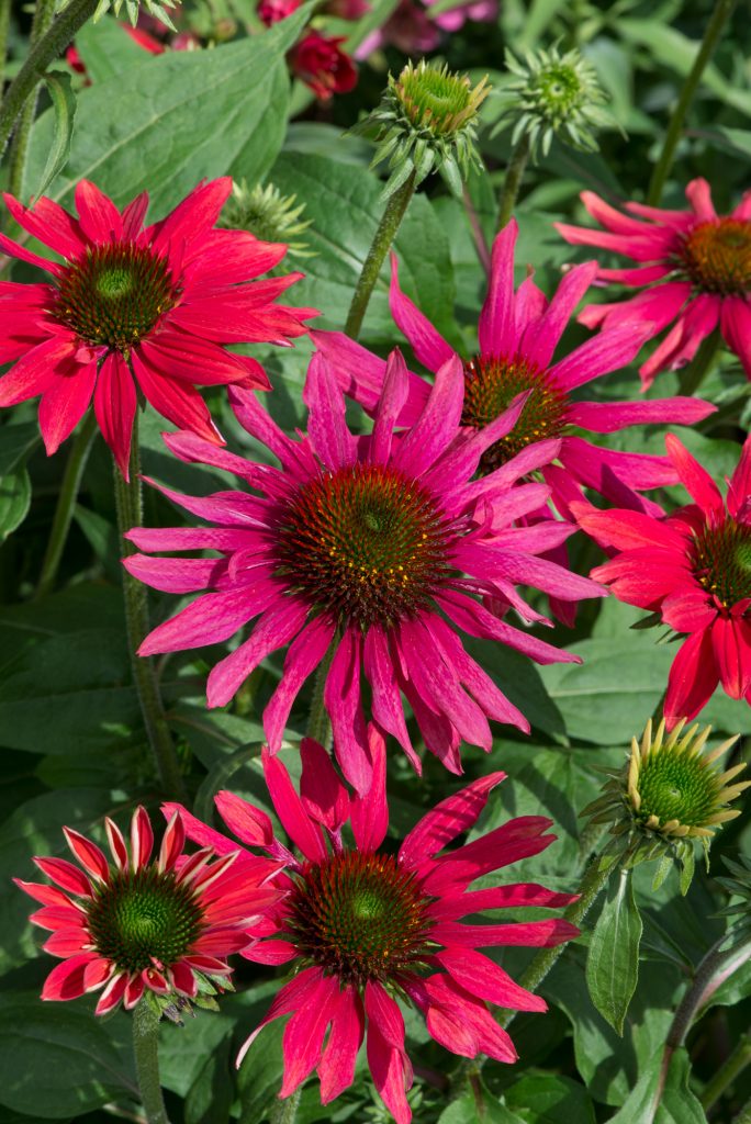 Echinacea 'Sombrero Tres Amigos' | Proctors Nursery