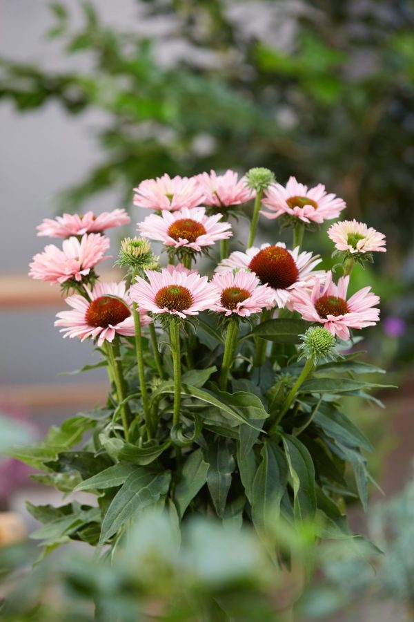 Echinacea SunSeekers Salmon Echinacea 'Sunseekers Salmon'