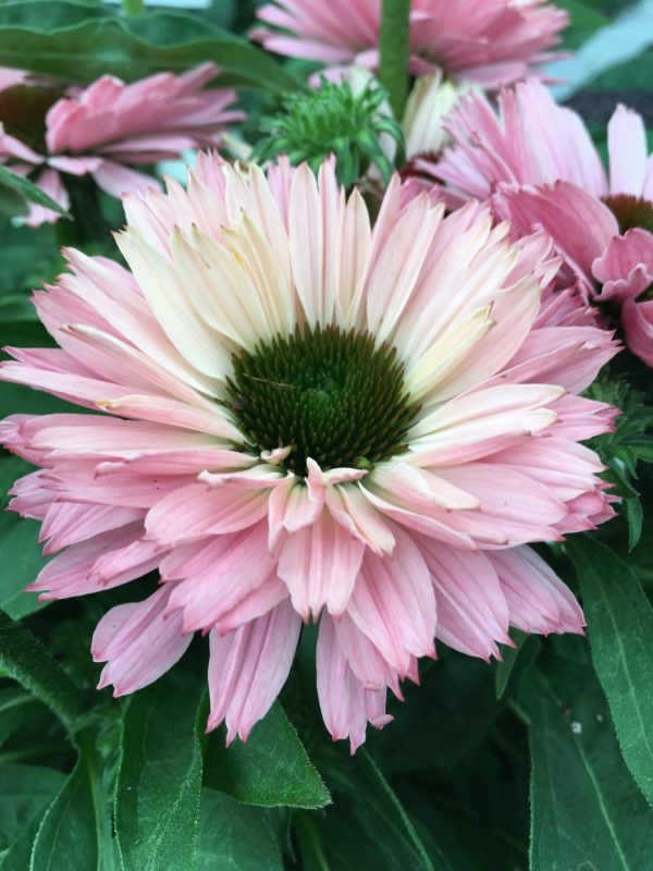 Echinacea SunSeekers Salmon cu2 Echinacea SunSeekers Salmon
