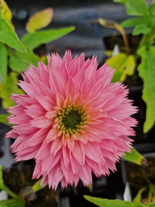 Echinacea 'Sunseekers Salmon' Echinacea 'Sunseekers Salmon'