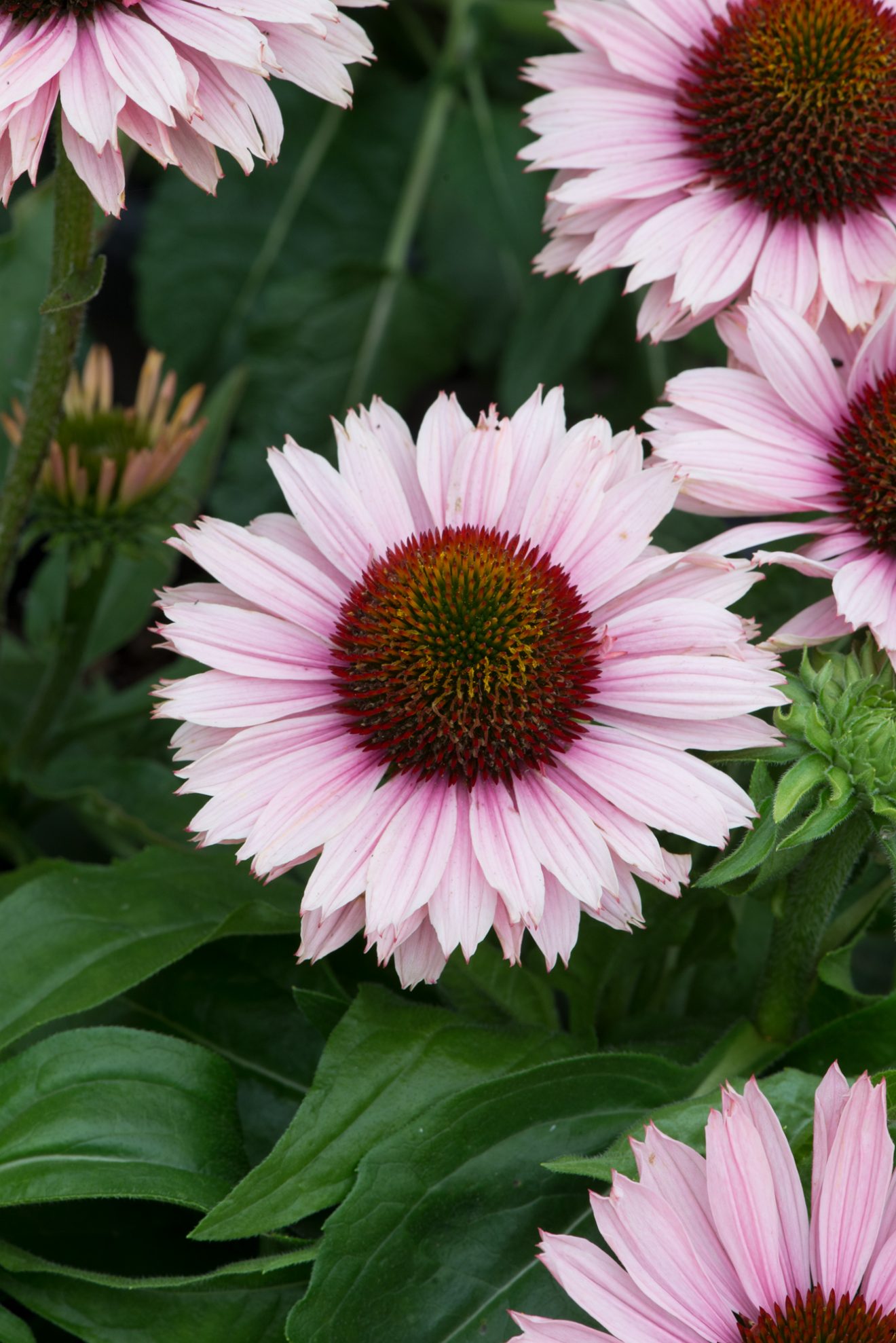 Echinacea 'Sunseekers Salmon' | Shop Echinacea | Proctors Nursery