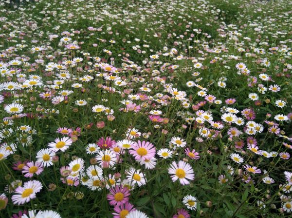 Erigeron karvinskianus2 WEB